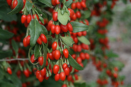 GOJI BERRY 400 Seeds, Cleaned Out Of Pods, Wolfberry,Lycium barbarum - $16.65