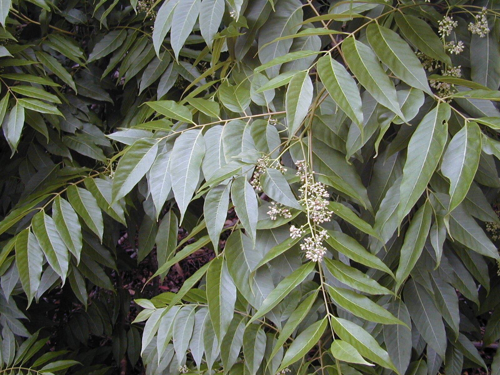 Toona Ciliata Red Cedar Tree 5 seeds Fresh Gardening - $17.96