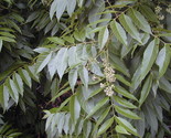 Toona Ciliata Red Cedar Tree 5 seeds Fresh Gardening - $17.96