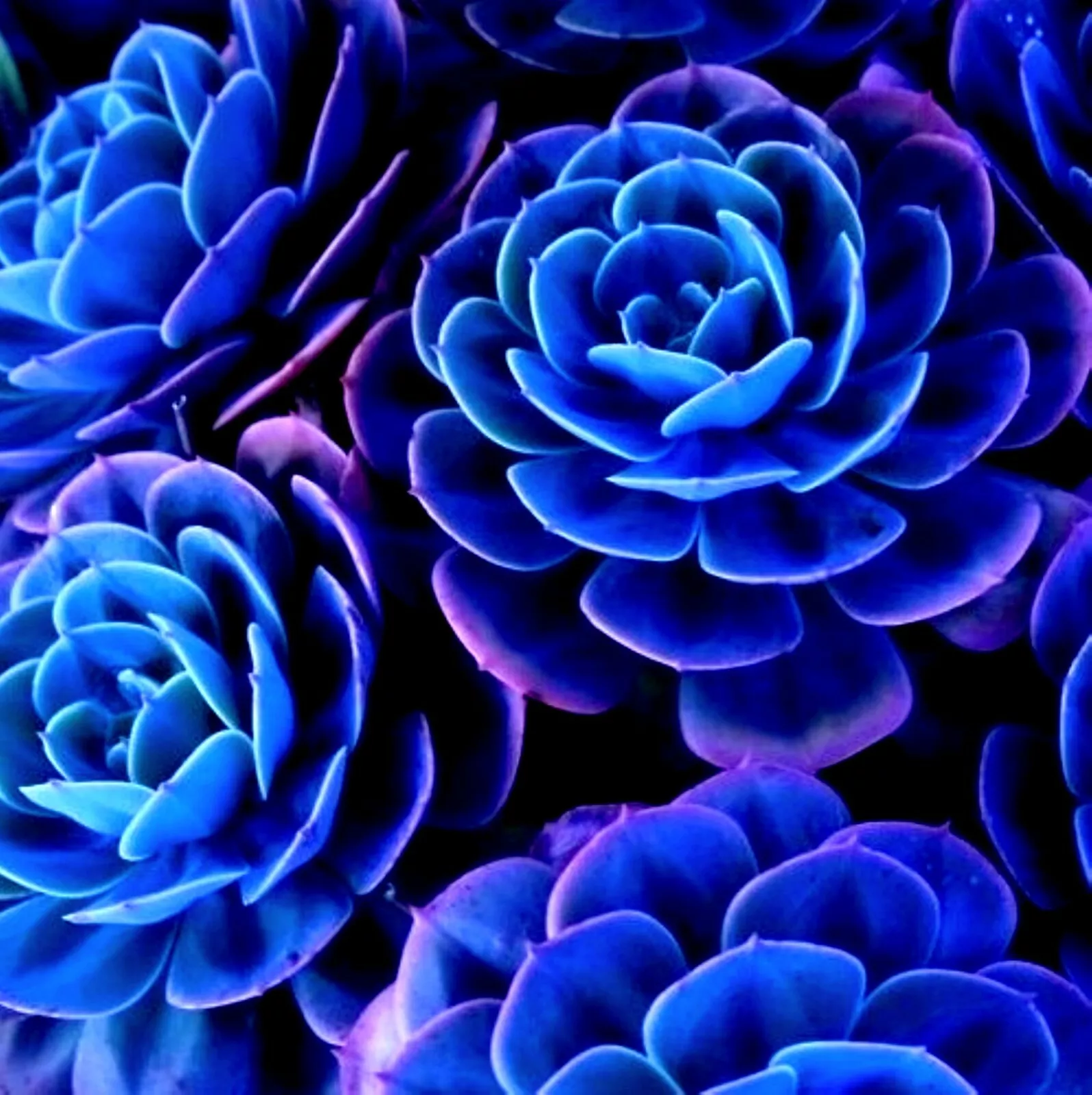 ===SUCCULENT== SS0074 Living Stones Flower Succulent Cactus Rare Succule... - $10.63