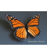 Monarch Butterfly Danaus Plexippus XL Real Framed Entomology Shadowbox - €50,61 EUR