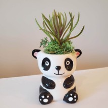 Mini Panda Planter with Succulent, Animal Plant Pot with Senecio Himalaya image 3