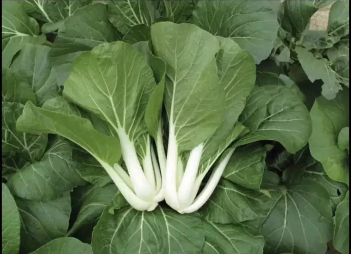 1000 Seeds White Stem Pak Choi Pechay Fresh Seeds - £13.39 GBP