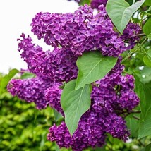 25 Seeds Lilac Charles Joy Speedy Heirloom Setup Grow Gardens Quickly - £6.61 GBP