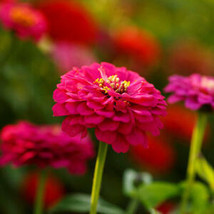 From Usa Zinnia Pepito Mix Dwarf Heirloom 10” Petite Low Grow 5 Colors Non-GMO 1 - £3.97 GBP