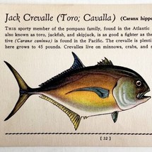 Jack Crevalle 1939 Salt Water Fish Gordon Ertz Color Plate Print Antique... - $29.99