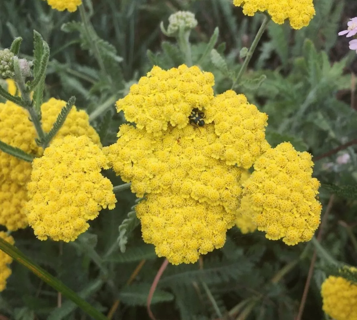 100 Gold Yarrow Seeds - £3.74 GBP