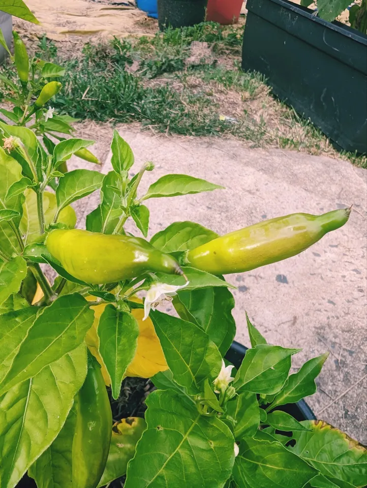 TKBONStore Aji Lemon Drop Pepper 20 Seeds - £7.36 GBP