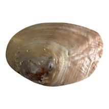 Natural Mother of Pearl Shell Dish – Iridescent Coastal Decor – 6x4.25 I... - $17.10
