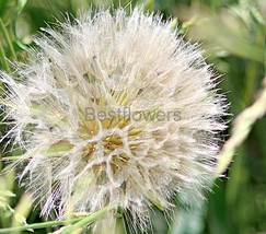 A Beautiful Seeding Dandelion #1 - 8x10 Unframed Photograph - $323.54 MXN