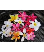 Plumeria Seedlings 2 Pack - 5 Plus Inches Tall - Unknown Color (White, Red, Pink - $12.00