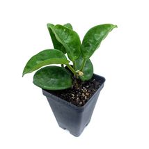 Hoya Krinkle 8 Live Wax Live Plant in 2.5&quot; Pot - £25.91 GBP