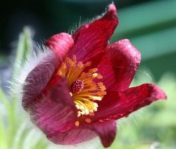 20 Red Pulsatilla Pasque Seeds Flower - £14.40 GBP