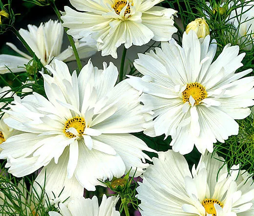 Cosmos Psyche White Cosmos Bipinnatus 100 Seeds Fresh Seeds - $23.98