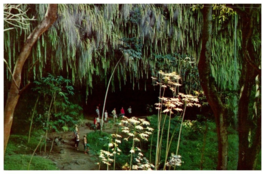 Fern Grotto on the Island of Kauai Hawaii Floral Postcard Posted 1958 - £6.28 GBP