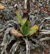 Agave Mckelveyana Mckelveys Century Plant 5 Seeds Fast Ship USA Seller  - $30.58