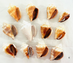 Lot 12 Fighting Conch Seashells Florida Nautical Seashells Beach Wedding... - £22.82 GBP