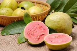50 Seeds, Apple Guava Fruit Tree Psidium guajava Common Guayaba Pear Pink Yellow - £31.24 GBP