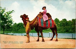 Lotto Di 3 Vtg New York Zoological Park Cartoline - Hippo Dorato Fagiano Camel - £6.92 GBP