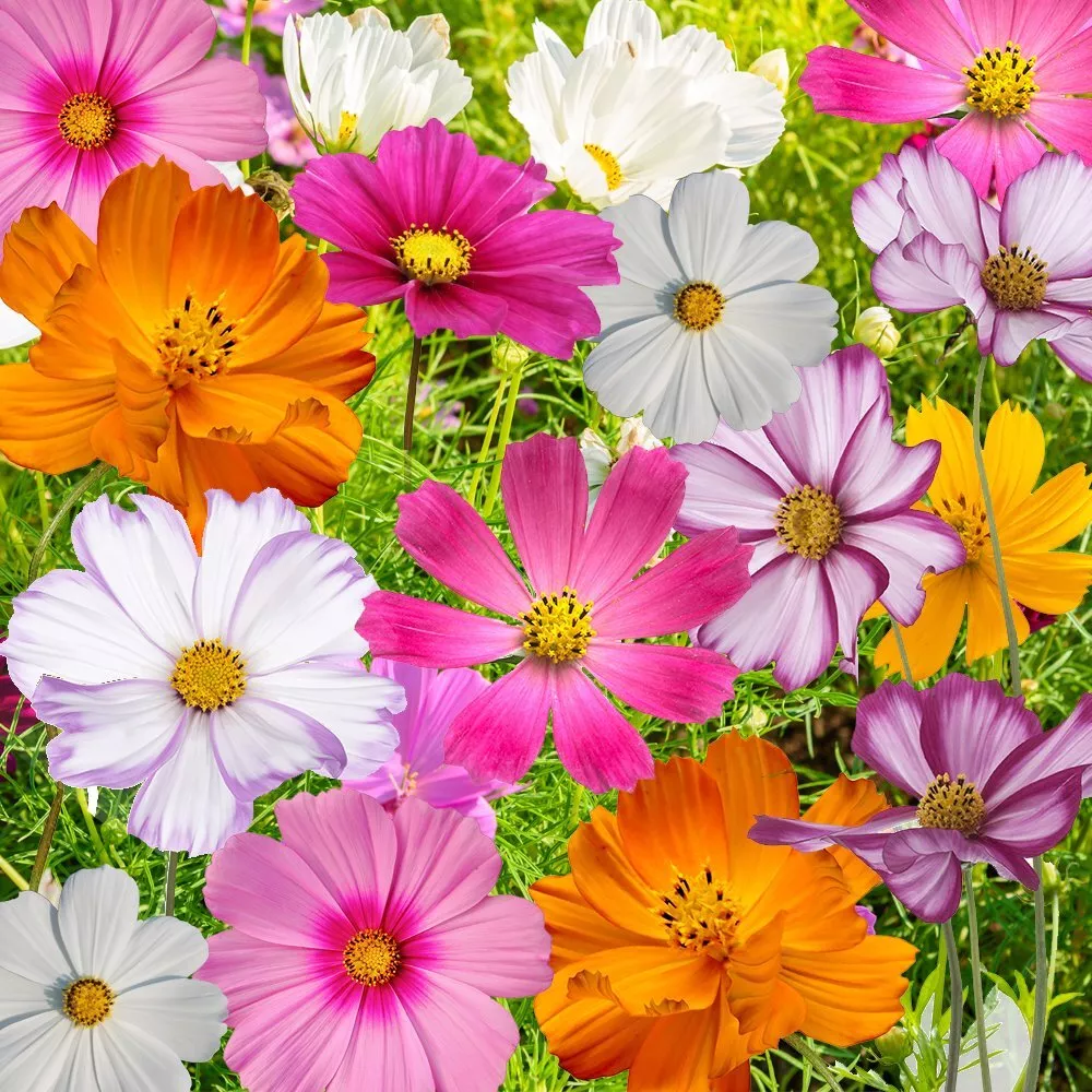 70 Cosmos Flowers Seed Mix 10 Beautiful Cosmos Varieties Colorful - £3.80 GBP