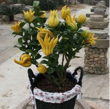 Bergamot Seeds Family Potted Plants Gold Buddha Hand Purify Air Garden Beautiful - £8.62 GBP