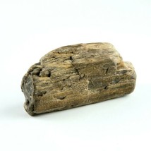Petrified Wood Beam Fragment 1lb 2.4 oz 5" x 1.25" x 2.75” Stone Rock