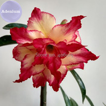 4 Layer Red Yellow Adenium 2 Seeds Red Outer Edge With Yellow Interior On One Pe - $6.29