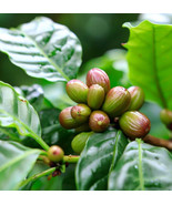 PSA Coffea Arabica Arabian Coffee Coffee Tree Tree Seeds Fragrant White ... - $272.36 MXN