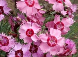 COTTAGE PINKS SEEDS 50 FRESH SEEDS FREE SHIPPING - $2.26