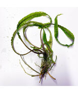 CRYPTOCORYNE BALANCAE 1 PLANT -Freshwater Aquatic Live Plants Super Pric... - $6.43