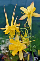 Bright Yellow Columbine 100 Seeds Aquilegia Nice Shade Flowers Grower - $8.99