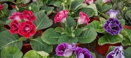Gloxinia Plant Seeds Mixed Red White-Purple Red-White Dark-Purple 100 Seeds - $13.90