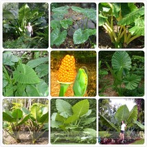  Heirloom Alocasia Macrorrhiza Green Giant Taro 12 Elephant Ear Taro Dishlia See - £5.52 GBP