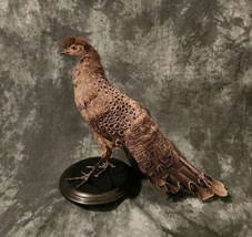 Grey Peacock Pheasant Taxidermy Mount Bird Gamebird Feathers Exotic - £669.51 GBP