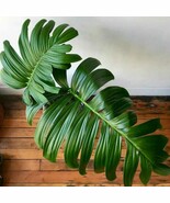 Rhaphidophora Decursiva Dragon Tail Starter Plant Transaction Requires 2... - $54.20