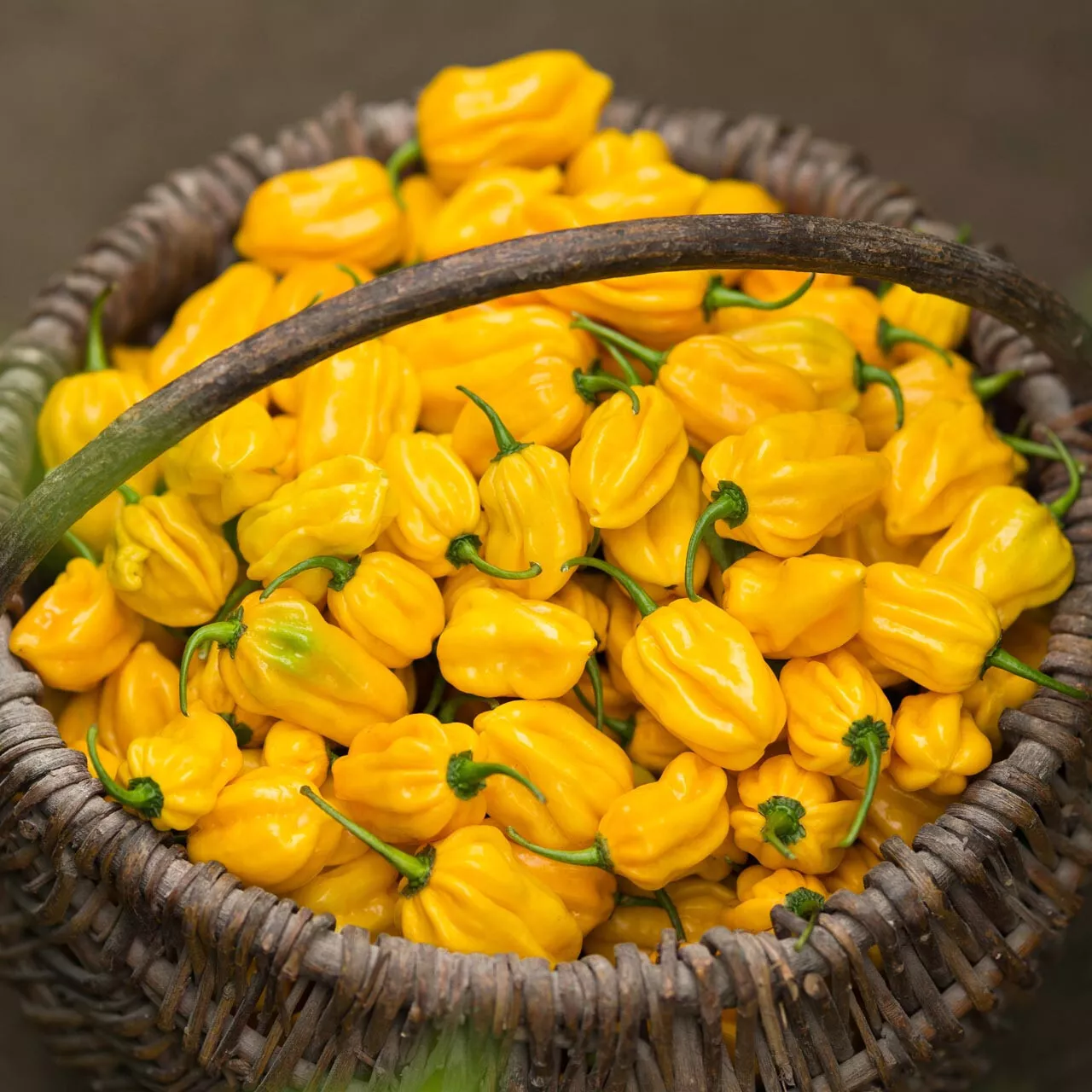 MBK 20 Seeds Sweet Yellow Habanero Pepper Packs Sale - €8,24 EUR MBK 20 Seeds Sweet Yellow Habanero Pepper Packs Sale - €8,24 EUR
