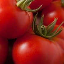 Fast Ship USA Seller Ace 55 Tomato Seeds - $6.78