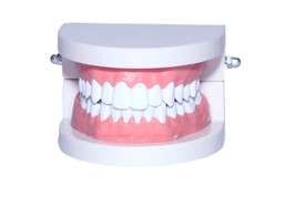 Dental Denture Adult Standard Gums Teeth Model FREE SHIPPING WORLDWIDE  ... - £23.21 GBP