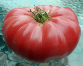 25 Pc Seeds Watermelon Beefsteak Tomato Plant, Tomato Seeds for Planting | RK - £13.23 GBP