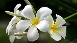 Plumeria 1 Cutting White with Yellow Hawaii Grown - £20.77 GBP
