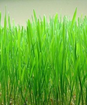500 Seeds Organic Cat Grass Wheat Grass Pet Grass Wheatgrass Triticum Ae... - £7.58 GBP
