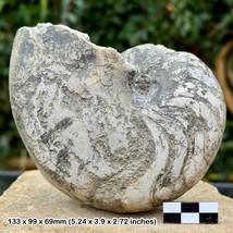 Rare Hexagonites Fossil Nautilus - Jurassic Oxfordian, Italy | Authentic - £68.27 GBP