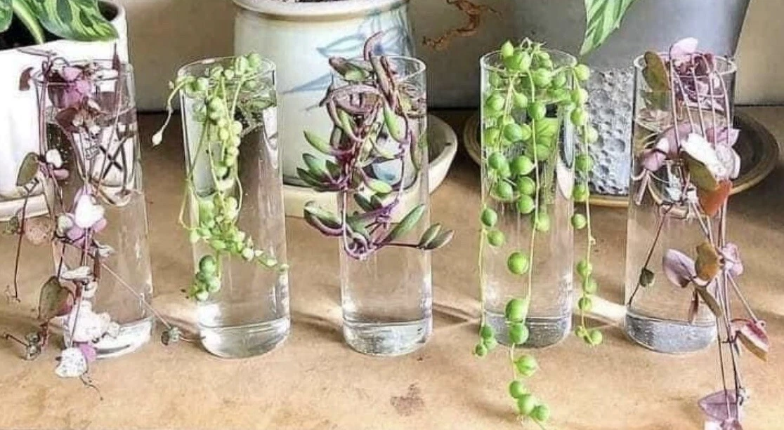 succulent cuttings Variety Of  5 In Pot - $31.53
