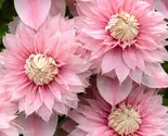Double Light Pink Clematis Seeds For Planting, 25 Seeds - $19.11