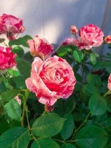 VP 10 White Pink Rose Seeds Flower Bush Perennial Shrub Flowers - £5.04 GBP