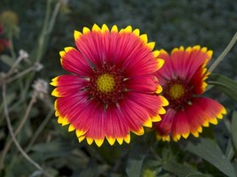 SHIP FROM US 440 Indian Blanket Seeds - Pulchella, ZG09 - £12.71 GBP