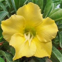 1 PCS true yellow Desert Rose Seeds Flower Adenium Obesum Seeds - £23.65 GBP