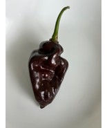 SRN 15 Aji Panca Peruvian Chili Pepper Seeds Heirloom Garden - $15.75 CAD