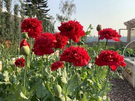 100 seeds, Giant Double RED PEONY POPPY,Flower Seeds, annual - $5.00