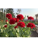 100 seeds, Giant Double RED PEONY POPPY,Flower Seeds, annual - $5.00